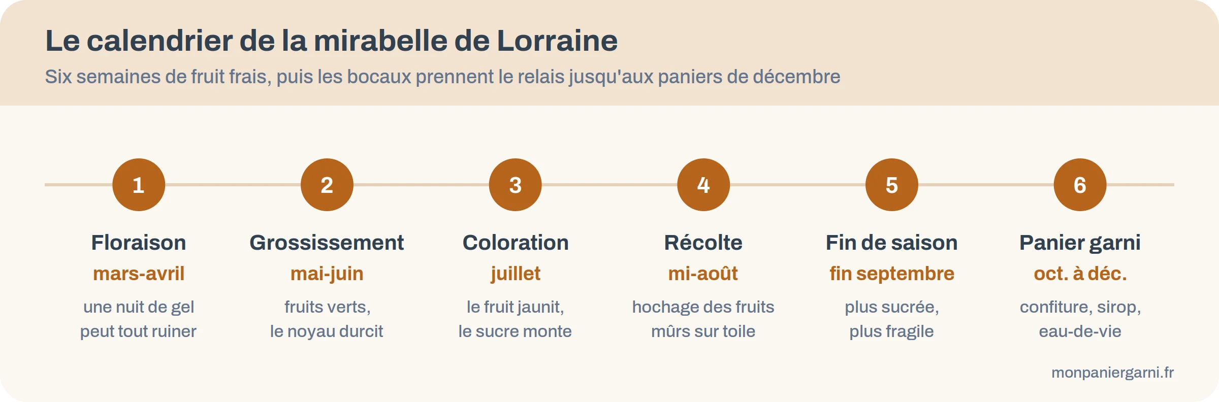 Calendrier de la mirabelle de Lorraine, de la floraison au panier garni de fin d'année
