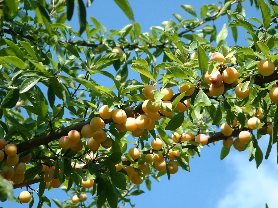 Branche de prunier chargée de mirabelles jaunes mûres