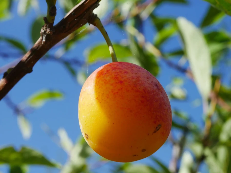 Mirabelles fraîches triées sur un torchon