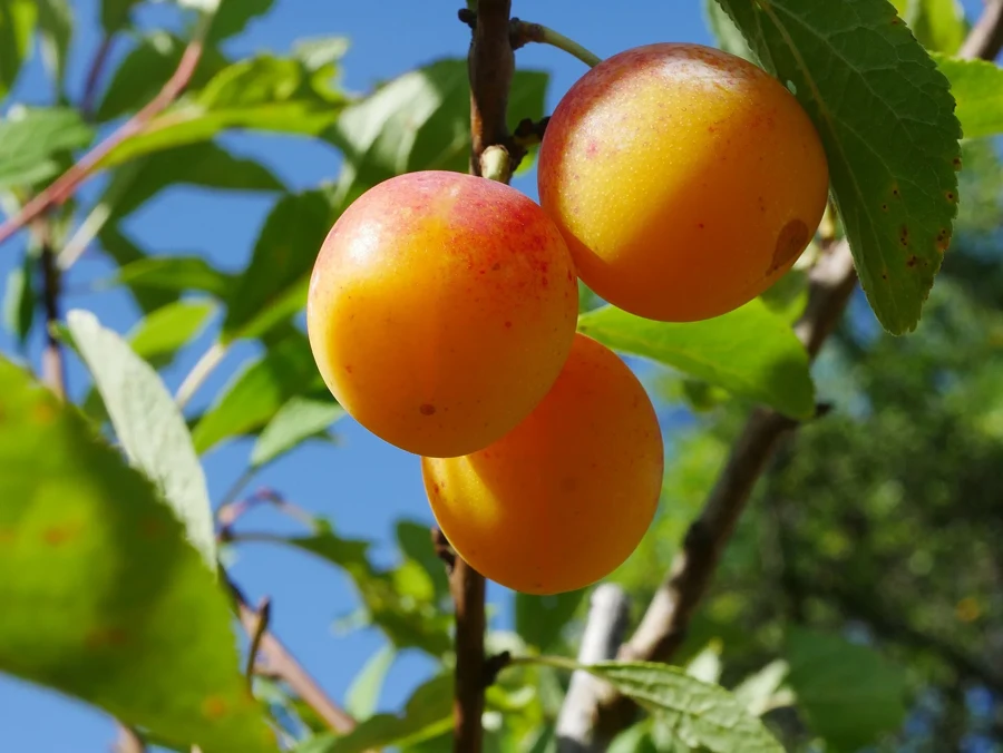 Mirabelles de Nancy mûres sur la branche, peau jaune tachée de rouge